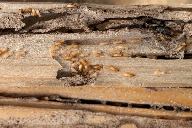 Insect Control in Brook Highland, AL
